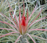 Tillandsia funkiana
