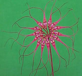 Bulbophyllum gracillimum
