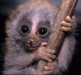 Slow Loris