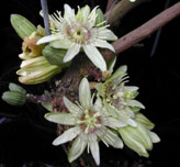 Passiflora Rovirosae