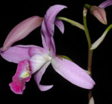 super flower