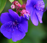 Tibouchina