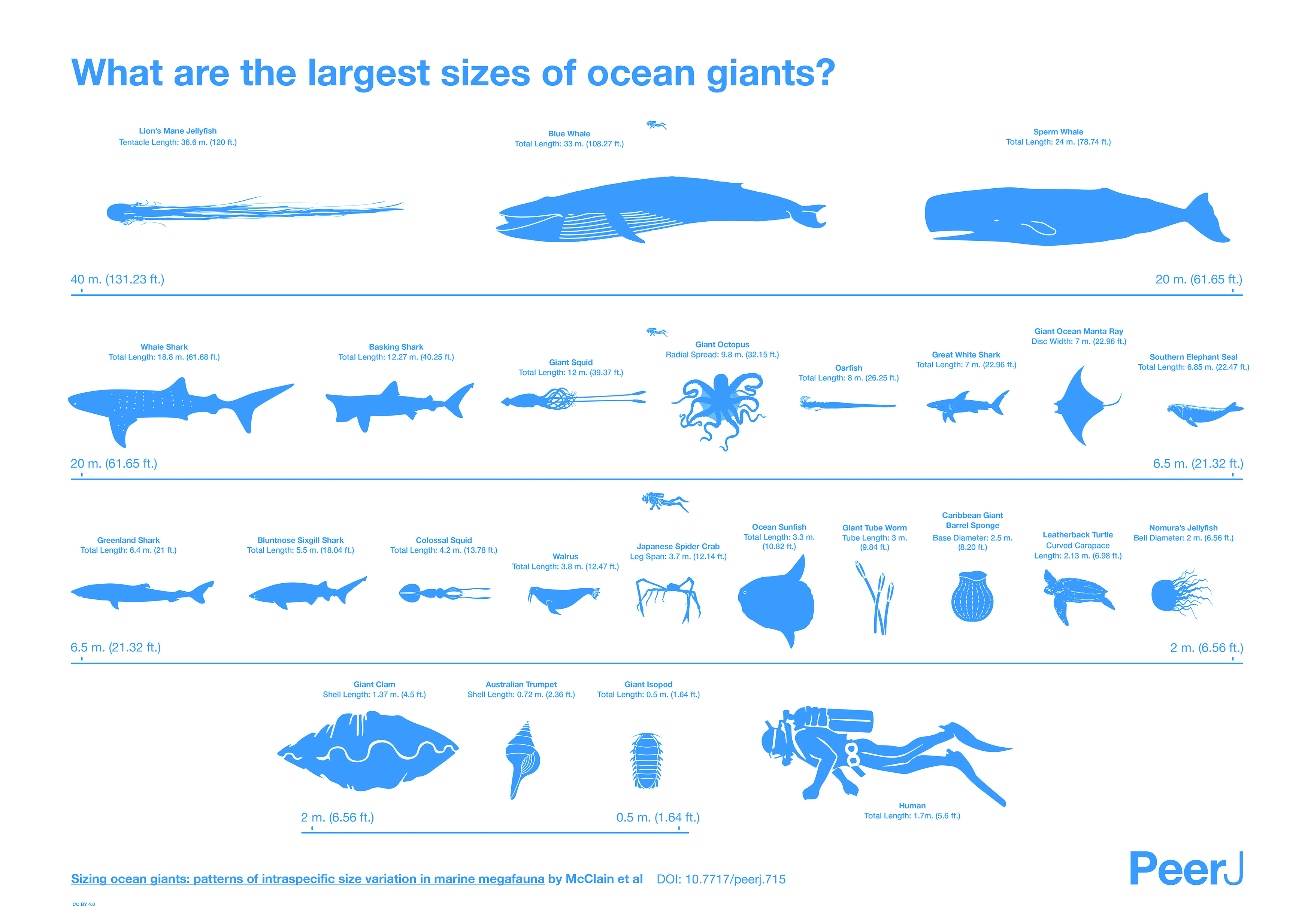 The project analyzed sizes for storied sea creatures like whales and sharks and for lesser-known giants like tube worms. CREDIT: Matthew Maxwell and Pablo Alvarez Vinagre at StudioAM
