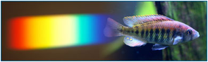 Description: cichlid and light spectrum