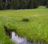 Yosemite Meadow