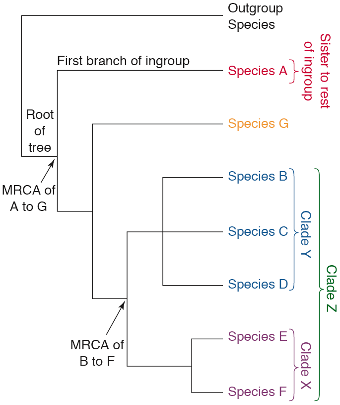 phylogenetic_tree