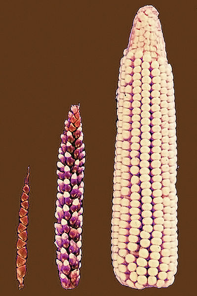 corn