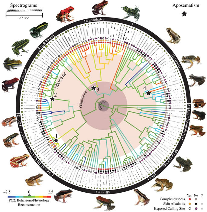 This chronogram illustrates the diversity of mating calls based on species toxicity, visibility, call location and body size